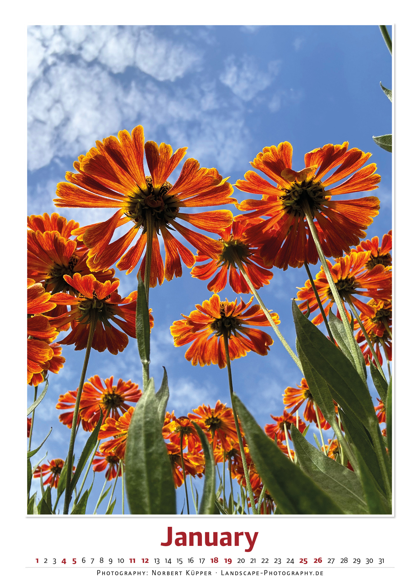 Kalender Flowers 2025 Januar